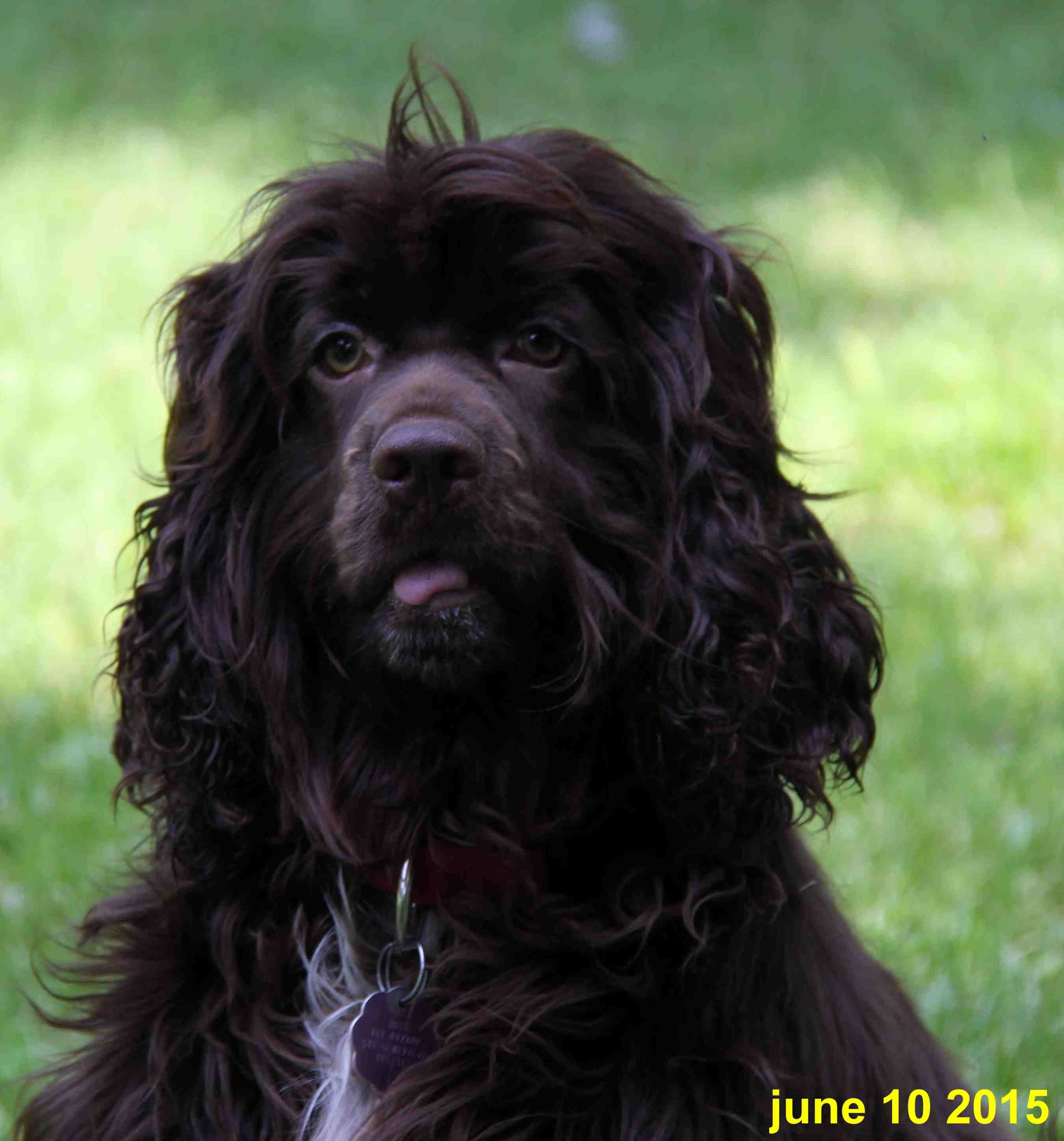 coco-june-2015.jpg (34679 bytes)