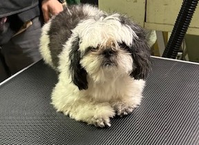BLACK CUTIE ON TABLE.jpg