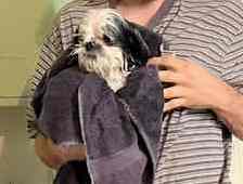 BLACK TOWELED DOG.jpg