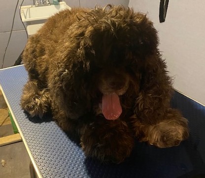 CHEWIE AT LAUREN.jpg