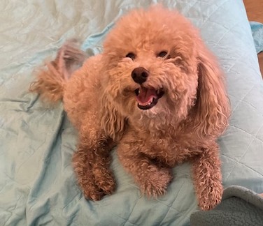 /ORANGE BEIGE SMALL DOG.jpg